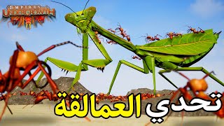 حشرات جديدة ومستعمرة النمل العملاق | لعبة مستعمرة النمل 9# Empires of the Undergrowth