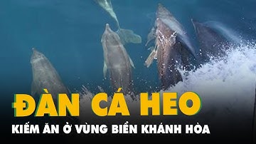 Ngắm đàn cá heo 
