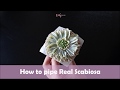 How to pipe buttercream real scabiosa  korean buttercream flower