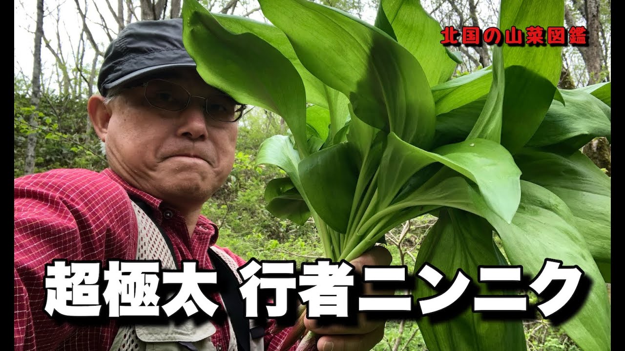 超極太行者ニンニク 北国の山菜図鑑 - YouTube