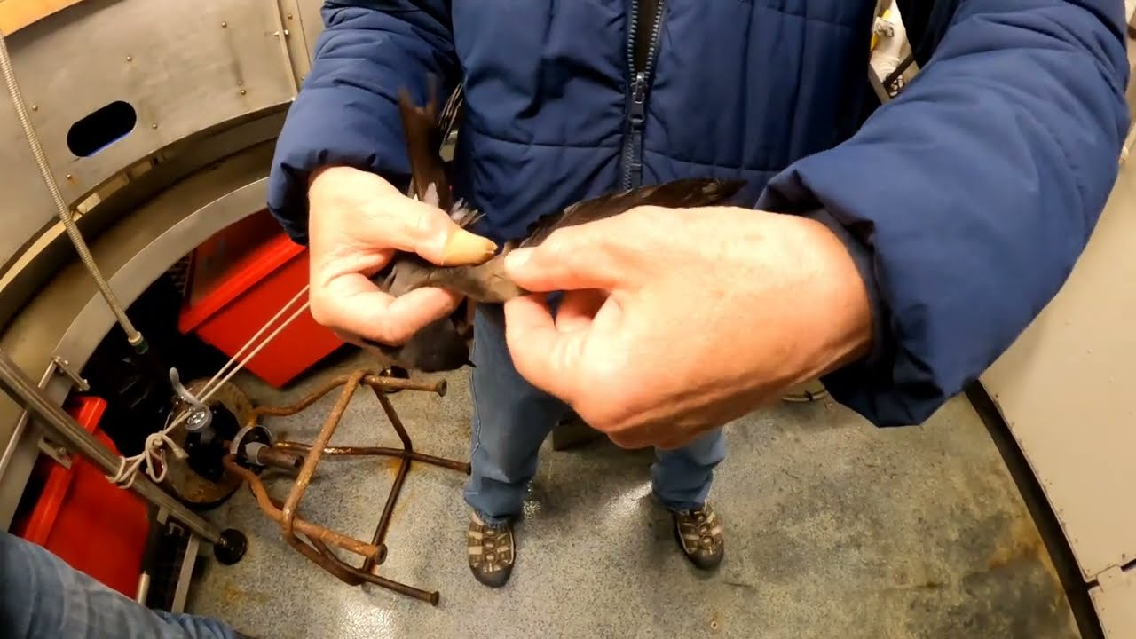 2204SH Leach's Storm Petrel