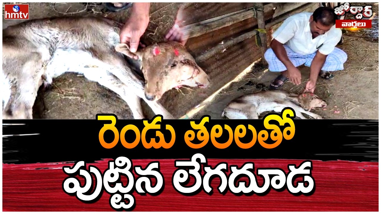 Jordar Varthalu : రెండు తలలతో పుట్టిన లేగదూడ | Viral Video | hmtv