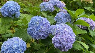 2024/05/28　紫陽花三分咲き　初夏のフラワーパークおおず　〜愛媛県大洲市〜