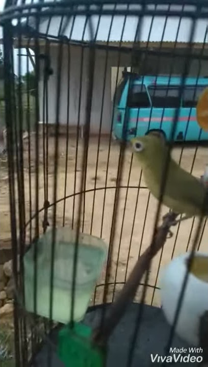 Pleci wangi-wangi