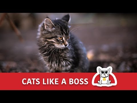 cats-like-a-boss-🐈😹-funny-video-compilation-🐈😹-bossy-cats-😹