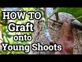 HOW TO Graft onto Young Shoots