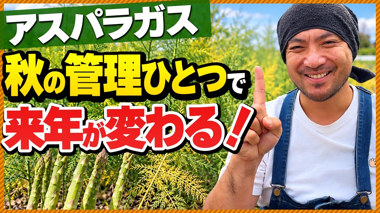 【アスパラ】秋の管理を間違えると、来年の収穫量が変わります