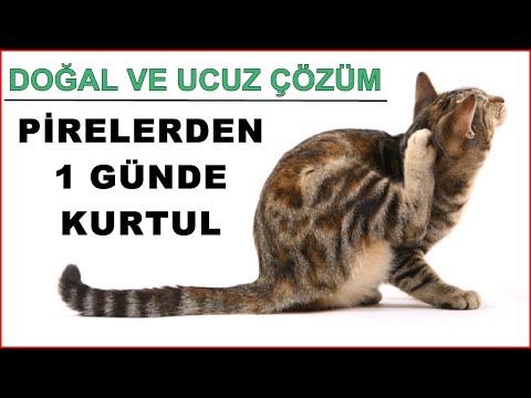 Video: Bir Chihuahua için Giyim Nasıl Yapılır