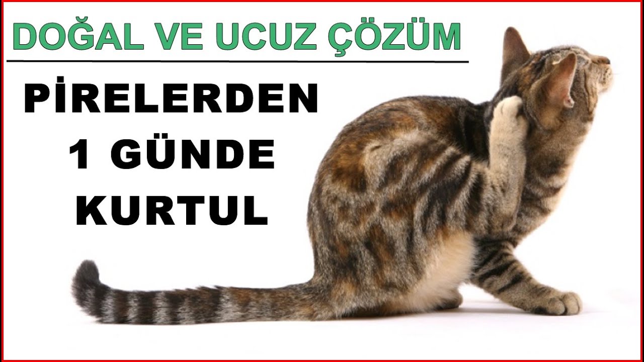 Kediler İçin Pirelere Son (Doğal ve Ucuz Çözüm)