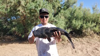 UPPER SALT RIVER CATFISH