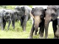Capturing Rare Moments of Elephant&#39;s  Rainy Encounters, Bathing, playing  &amp; Free-Living Herds