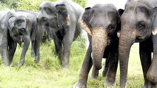 Capturing Rare Moments of Elephant&#39;s  Rainy Encounters, Bathing, playing  &amp; Free-Living Herds