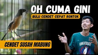 Agar Burung Cendet Cepat Rontok Bulu Atau Mabung