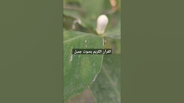 القرآن الكريم بصوت جميل #قرآن #اكسبلور #تيك_توك #اكسبلورر #لايك #اكسبلورفولو