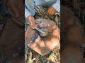 Bushcraft survival skill fire 🔥 #skils #outdoors #lifehacks #bushcraft #survival