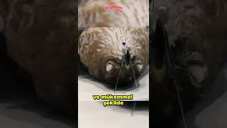 600 000+ Kuş Örneği Saklanıyor 🐦😳 Resimi