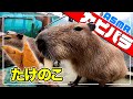 【ASMR】気持ちぃ❤️カピパラがたけのこを食べる咀嚼音　Capybara chewing sound