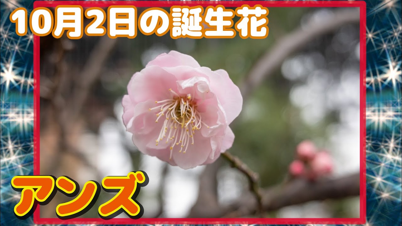 10月2日の誕生花 アンズ どんな花 あなたに送る花言葉は Youtube