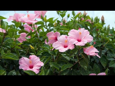 Video: Información sobre la plantación de hibiscos azules - Cultivo de flores de hibiscos azules