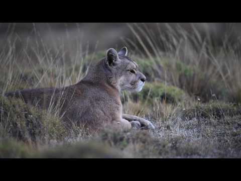 Vidéo: Sur La Piste Des Pumas En Patagonie - Réseau Matador
