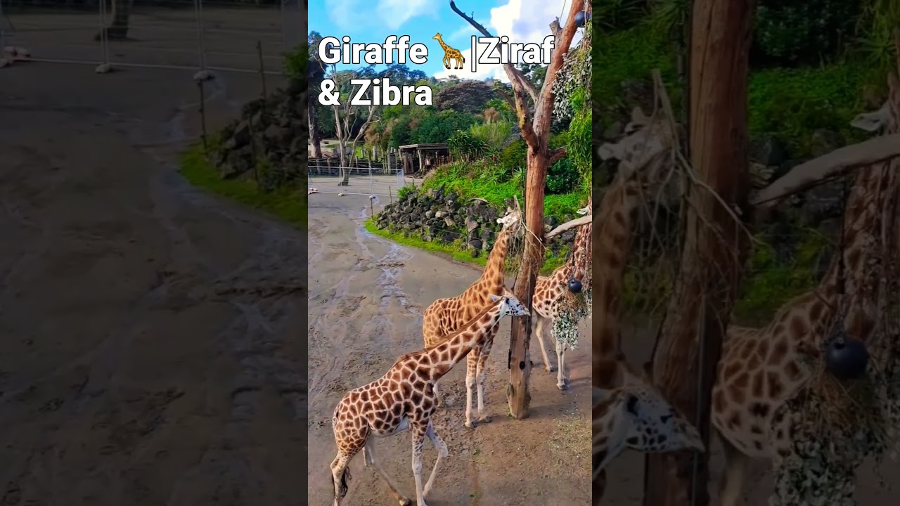 Come on and see ? Giraffe🦒|Ziraf & Zibra at Auckland Zoo-best of New Zealand |reels|