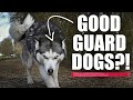 Do huskies make good guard dogs  lalahome realfountain review