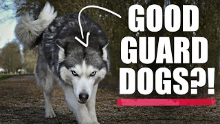 Do Huskies Make Good Guard Dogs? (Lalahome Realfountain Review)