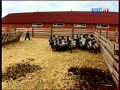 Программа фермерства Романовские овцы