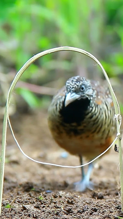 Very Amazing Bird Trap for Catching Bird