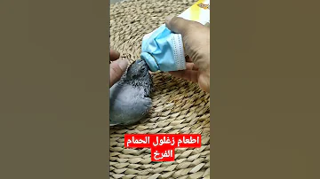 اطعام فرخ الحمام بطريقه ذكيه 