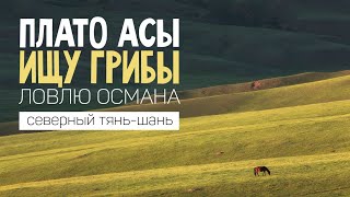 Ловлю Османа, ищу грибы. Плато Асы. Северный Тянь-Шань. Казахстан.