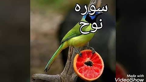 سوره نوح للشيخ ادريس ابكر