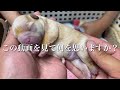 【犬の出産映像】最後の力を振り絞りボロボロの体で子犬を出産するフレブルの母犬