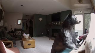 Caught On Security Camera: A Bear Invades A Vacation House | Intruders