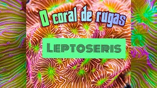 Coral Leptoseris E seus cuidados
