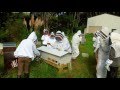 The beekeeper shuffle