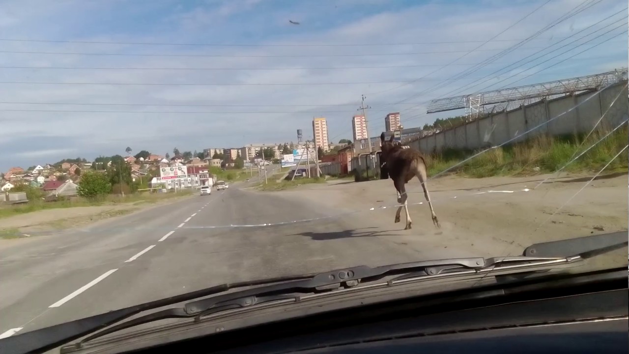Осаго в миассе