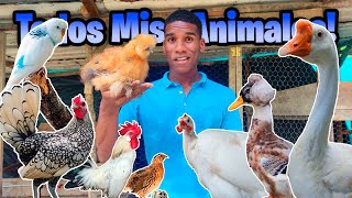 TODOS Mis ANIMALES en UN Video ¡Más de 70!