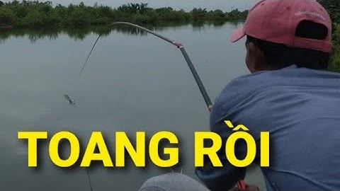 Câu cá tráp, cá hanh, ca ăn liên tục và cái kết giật gãy luôn cần câu || Câu cá thiên nhiên