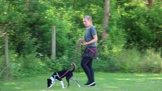 Bliv ved Ombord markør Sådan lærer du din hund at gå pænt i snor! - YouTube