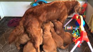 Almost 7 week old pups Nursing by Ellen Welk 19,867 views 8 years ago 56 seconds