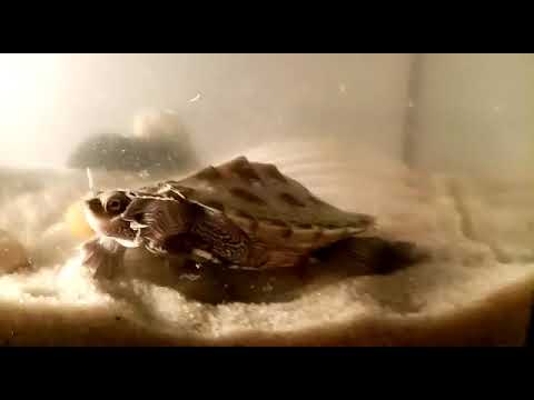 Video: Florida Box Turtle