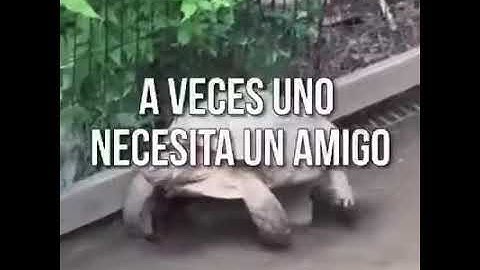 Todos necesitamos un amigo!!