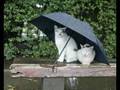 たま「日曜日に雨」