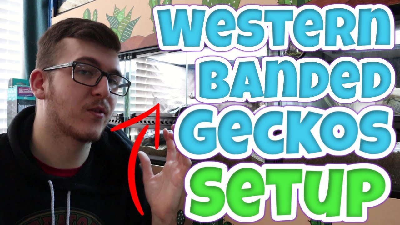 How to set up Western Banded Geckos!
