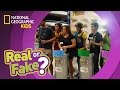 Trivia on Fun Facts and Challenges