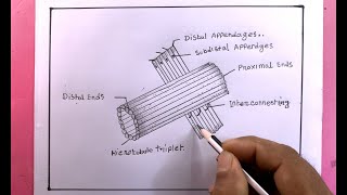 Drawing Centriole In 5 Minute
