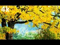 Soft Relaxing Music 🌿Good Day Enjoy, Calm Music ,Piano Music,Healing Music Mind Stress Relief🎵