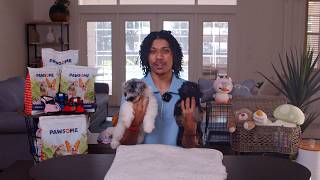 Why Families Fall in Love with Havapoos Havapoo Puppies for Sale in Florida