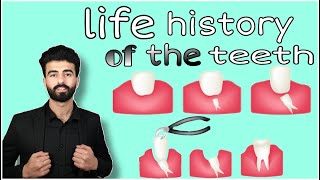 life history of teeth 